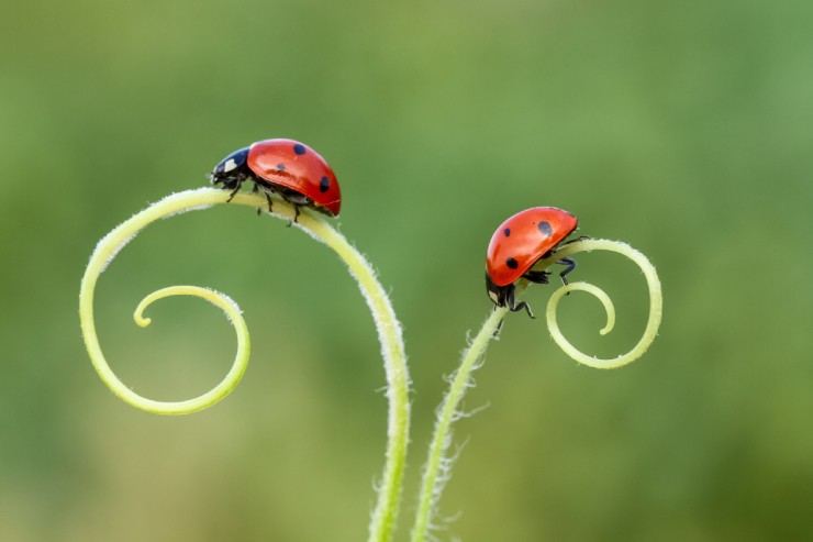  Who do insects see to get their taxes done? image