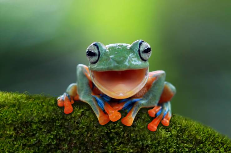  Why are frogs always happy? image