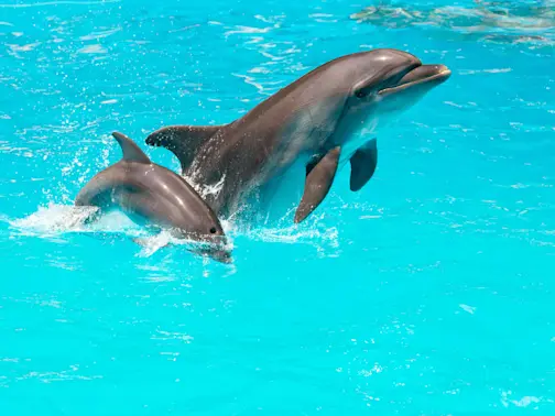 Dolphin Moms Use Baby Talk to Teach Their Calves-1