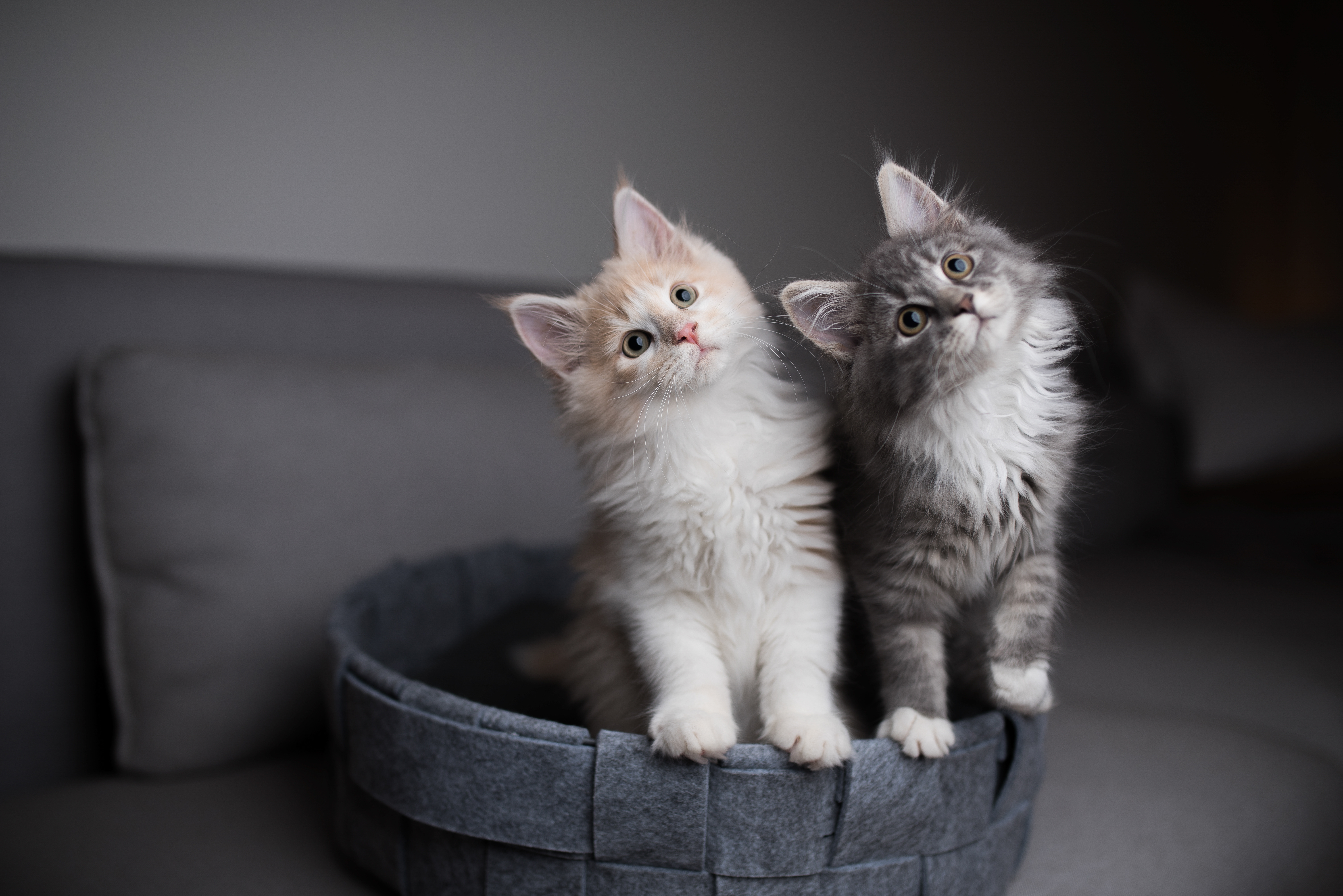 Why do kittens know so much about church? image