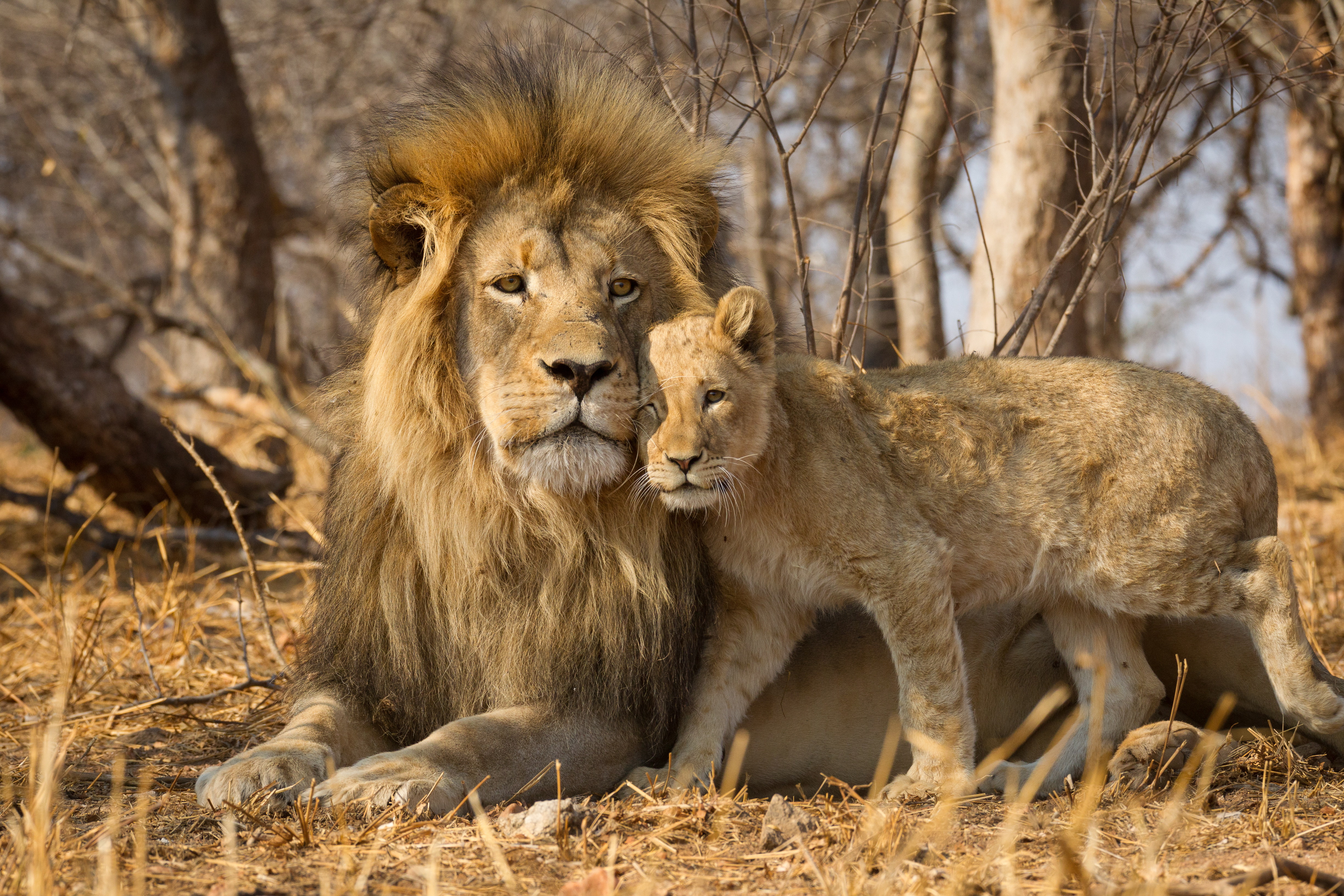 Why is the lion so happy with his sons? image