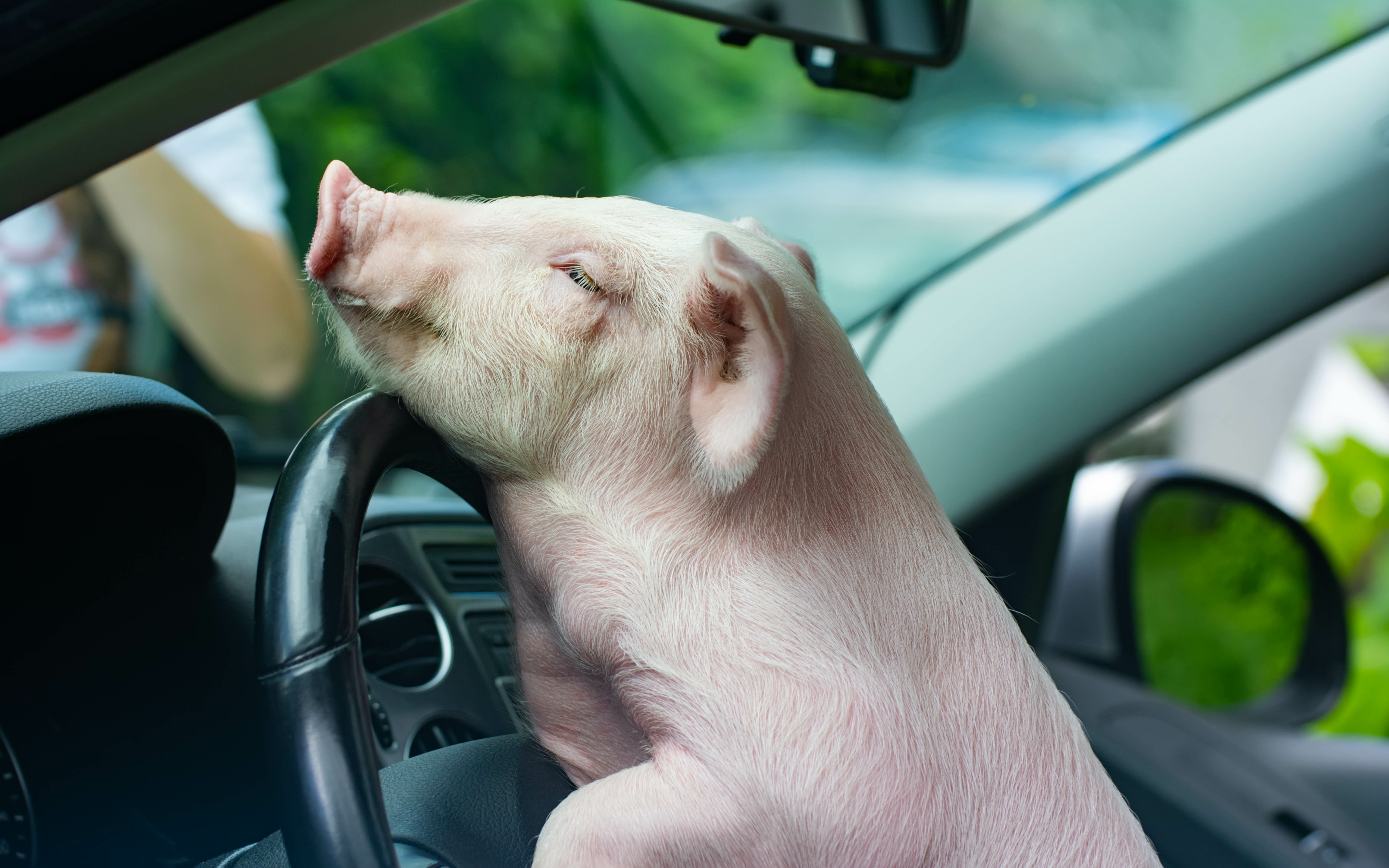 What do you call a pig that's been arrested for bad driving? image