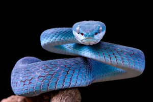 Why was the snake coughing so much? image
