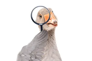 What was the detective duck trying to do? image