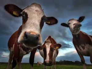 What type of songs did cows like to listen to in the 1950s? image