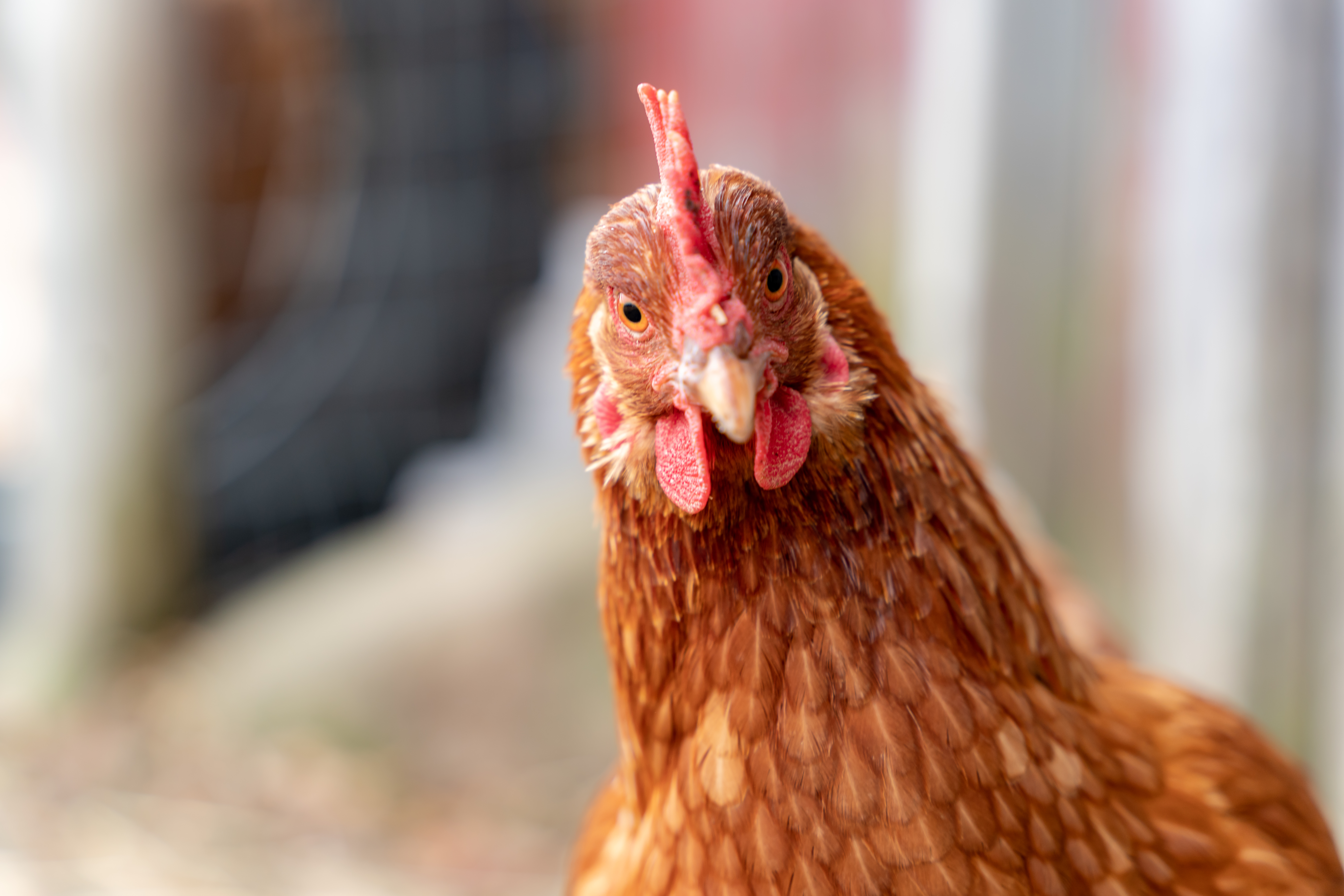 Why did the chicken go to the seance? image