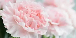 carnation