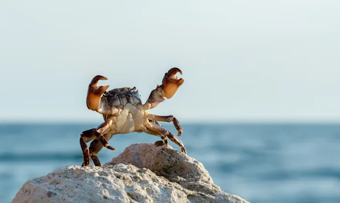 Why wouldn't the shop take the crab's money? image