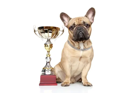 Barking News: This is America's New Favorite Dog-1