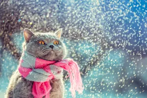 What's the most popular cat in New England? image
