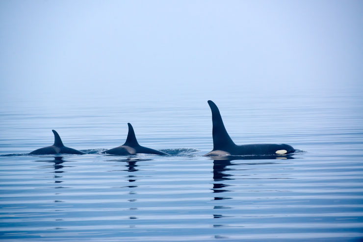  Why do orcas love to gossip? image