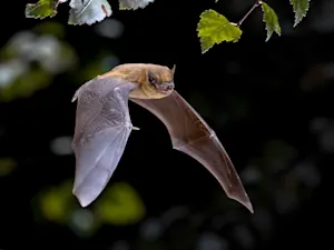 What did the bat say to his girlfriend? image