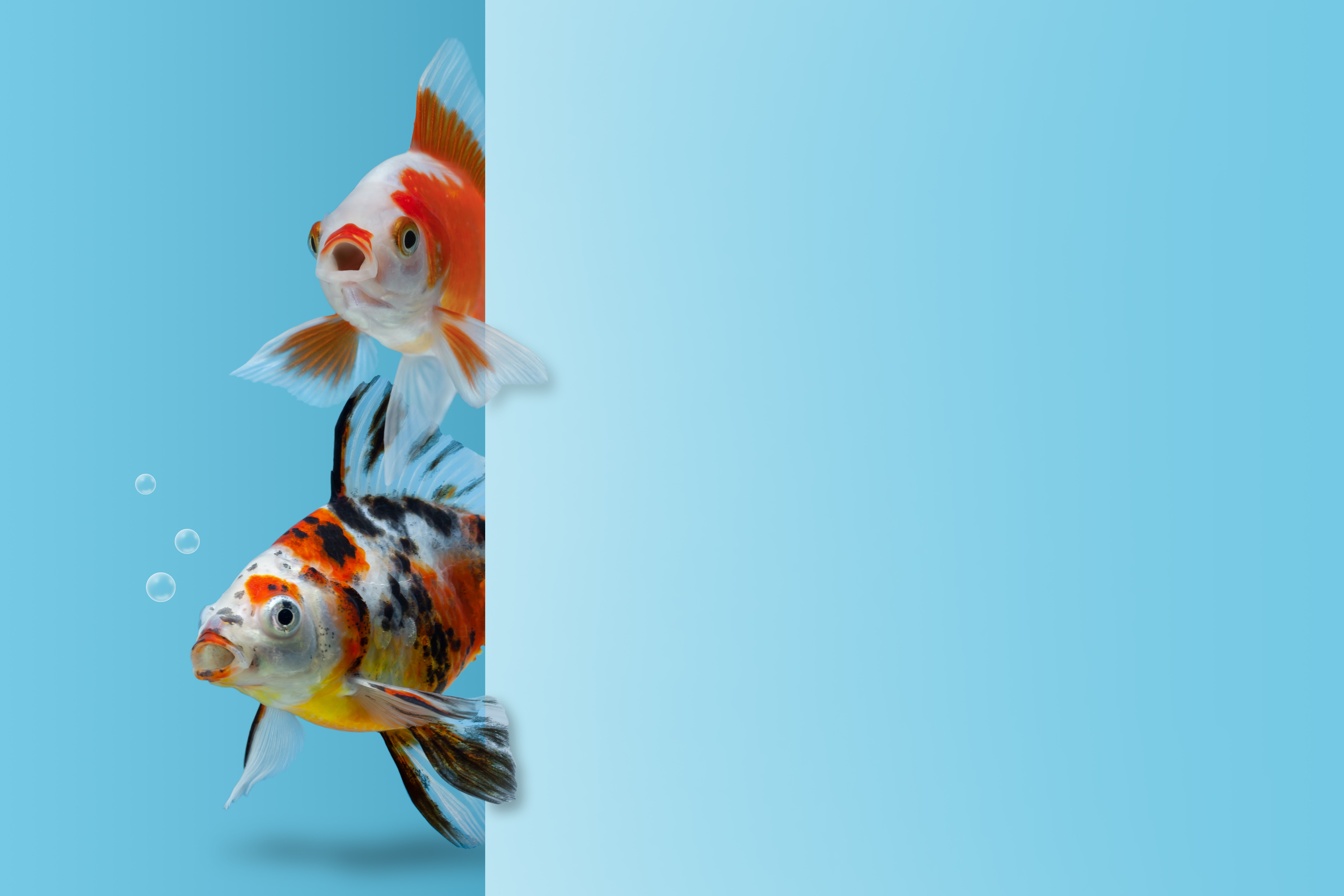 What fish is a big hit at children's birthday parties? image