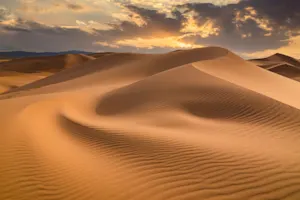 How do animals blend into the desert? image