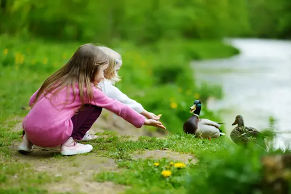 What game do both humans and birds play in school