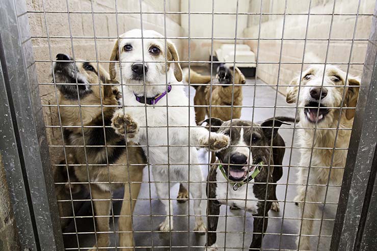  Why were the animal shelters at full capacity in the spring? image
