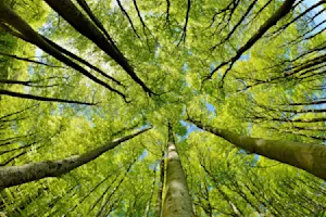 What is a tree's least favorite month? image