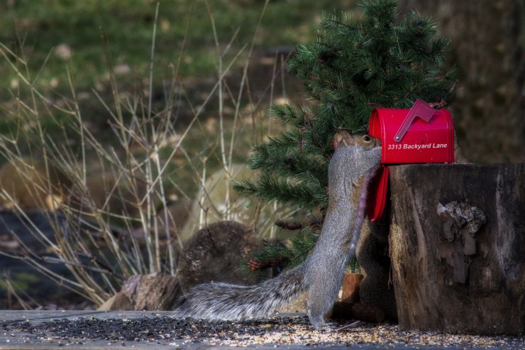  What animals love to close envelopes? image