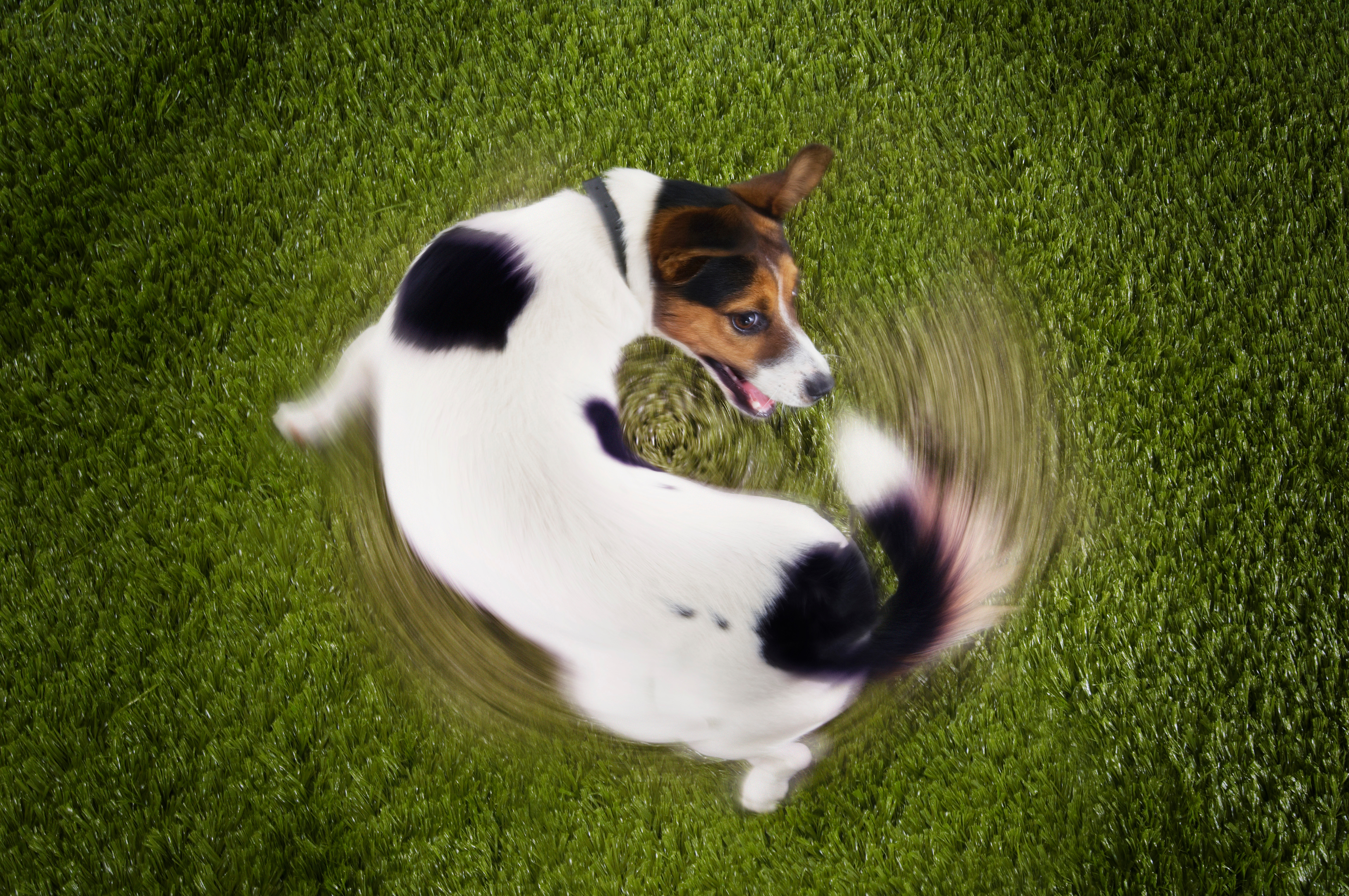 Why did the poor dog chase his own tail? image