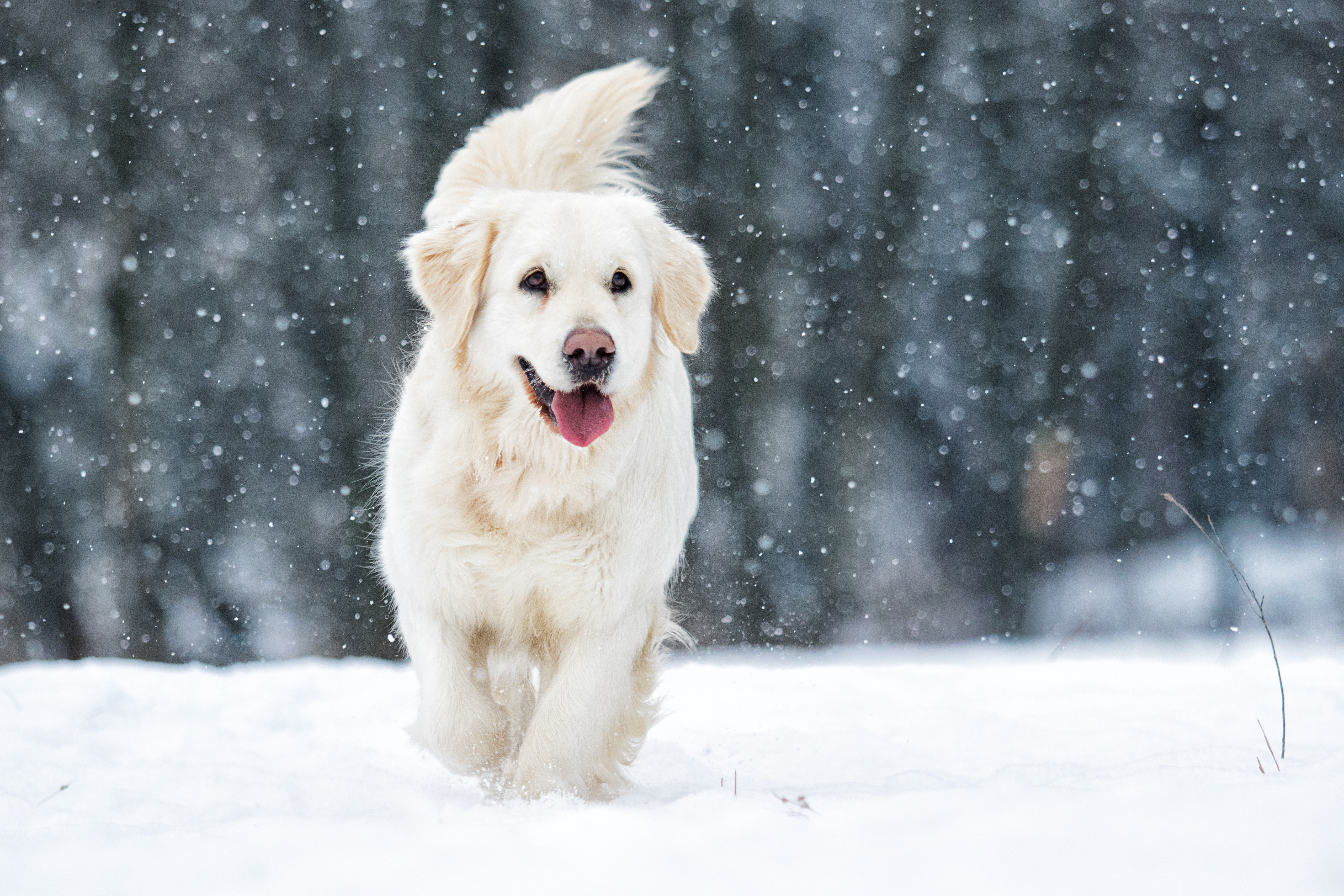 What's a puppy's favorite winter activity? image
