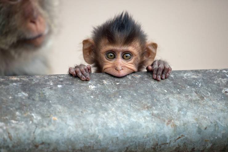  What do you call a baby monkey? image
