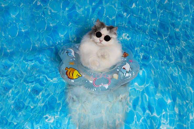  What do you call a cat with eight legs that likes to swim? image
