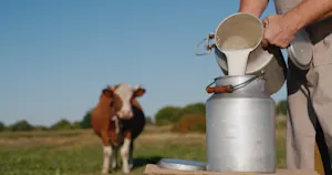 Why does a milking stool only have two legs? image