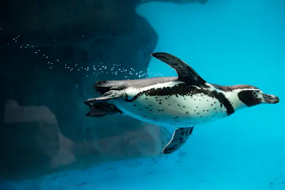 10 Penguin Facts That Will Melt Your Heart-1