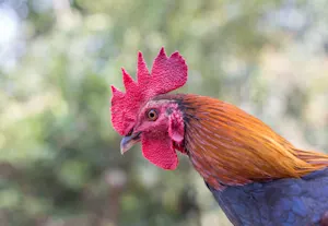 Why did the chicken come home penniless from Vegas? image