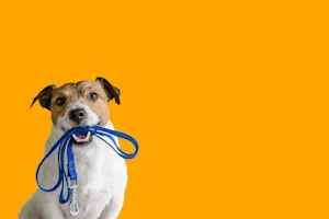 What does a dog say before eating?