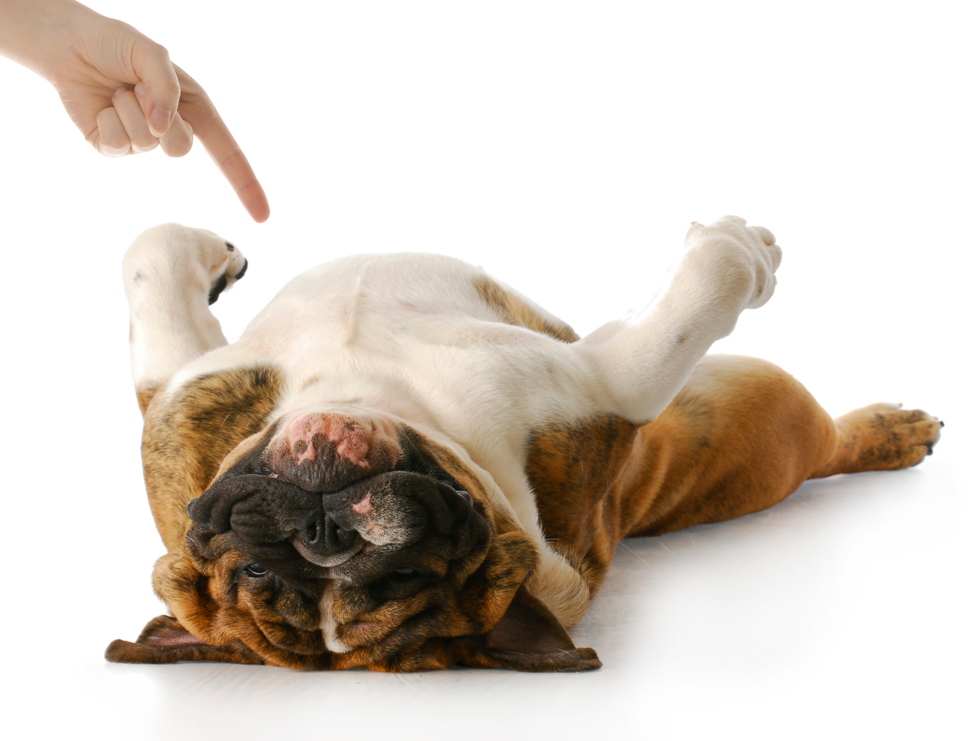 What do you call it when a dog is playing dead? image