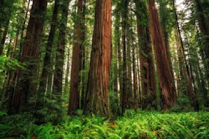 Reaching for the Clouds The Earth’s Tallest Trees-1