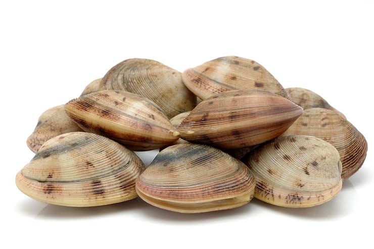  Why do all ocean animals get along with mollusks? image