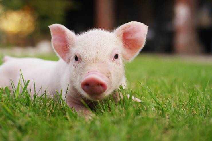  What do you call the pig that does karate? image