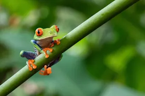 What do frogs eat in the summer? image
