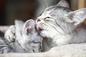 Why was the new feline mom always so tired? image
