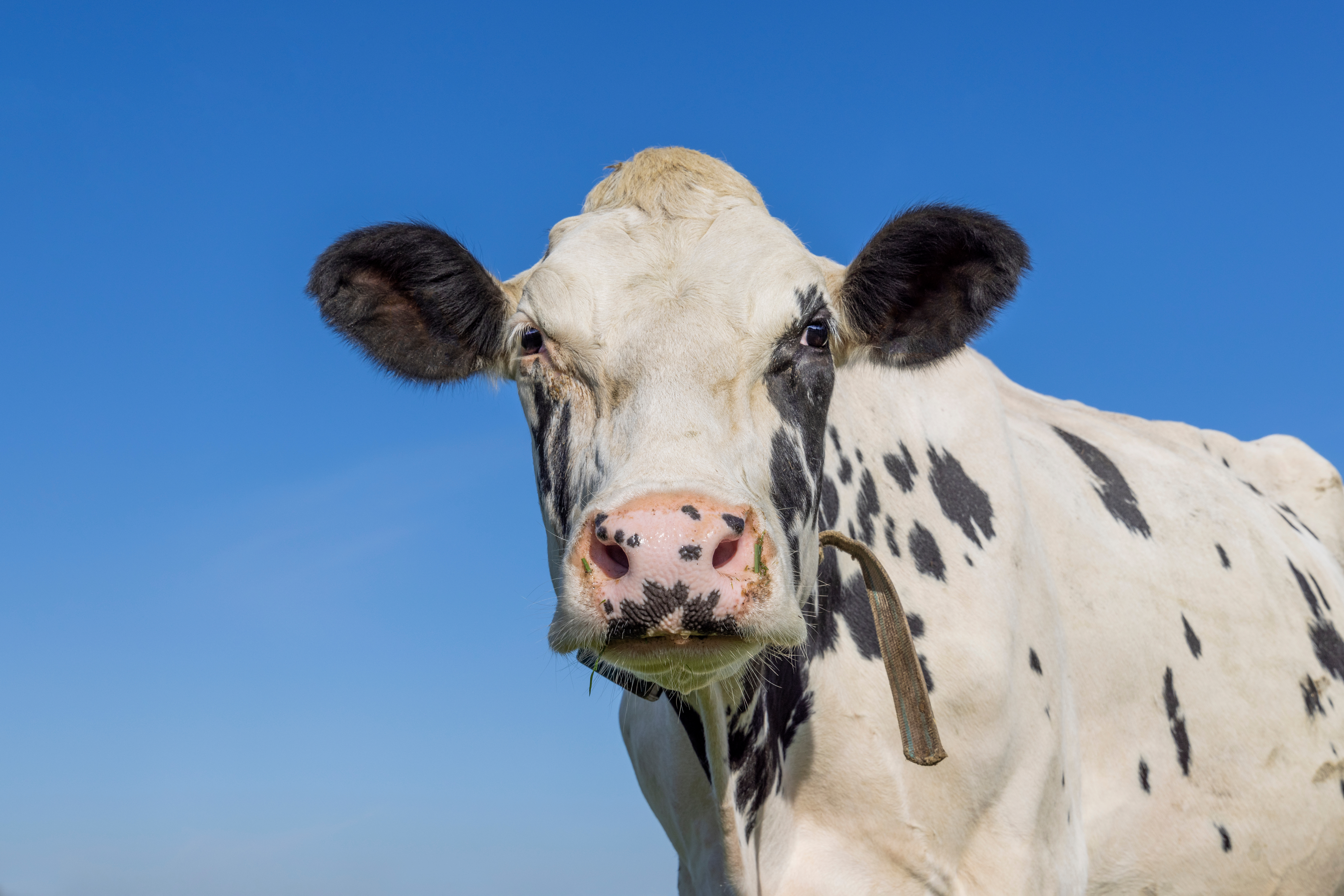 How do you know if a cow is having a rough day? image