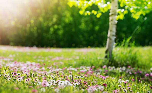 tree-flowers-spring