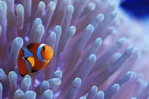 How do fish watch shows? image