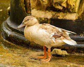 Where do tough ducks come from? image