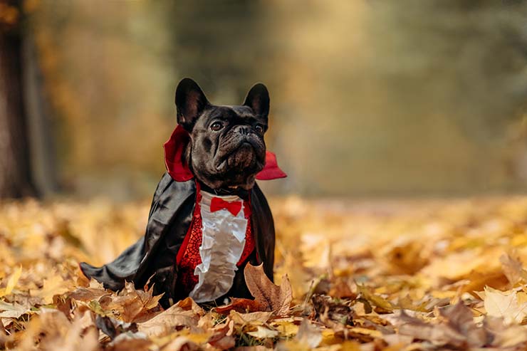  What kind of dog does Dracula have? image