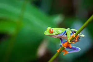 What happened when a frog joined the cricket team?