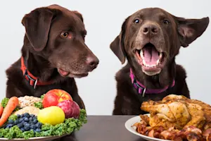 What do vegetarians eat on Thanksgiving? image