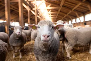 Why are sheep always so warm in winter?