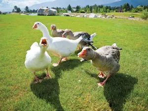 AdobeStock 100100071