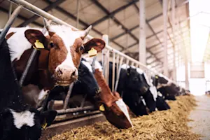 Why do cows always skip gym class? image
