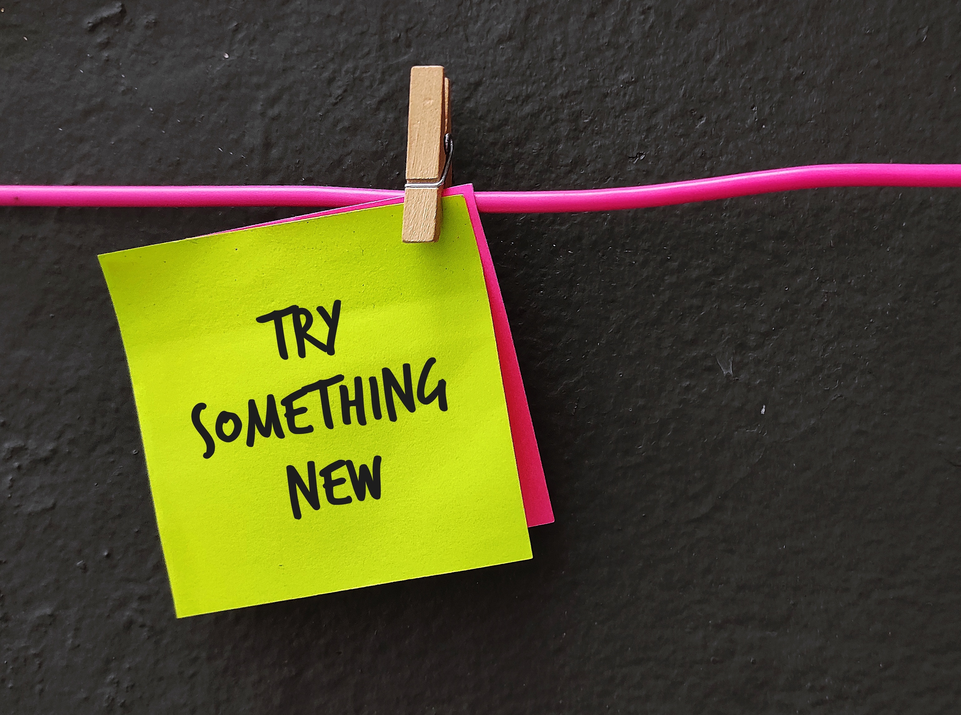 Which animal is the best at trying new things? image