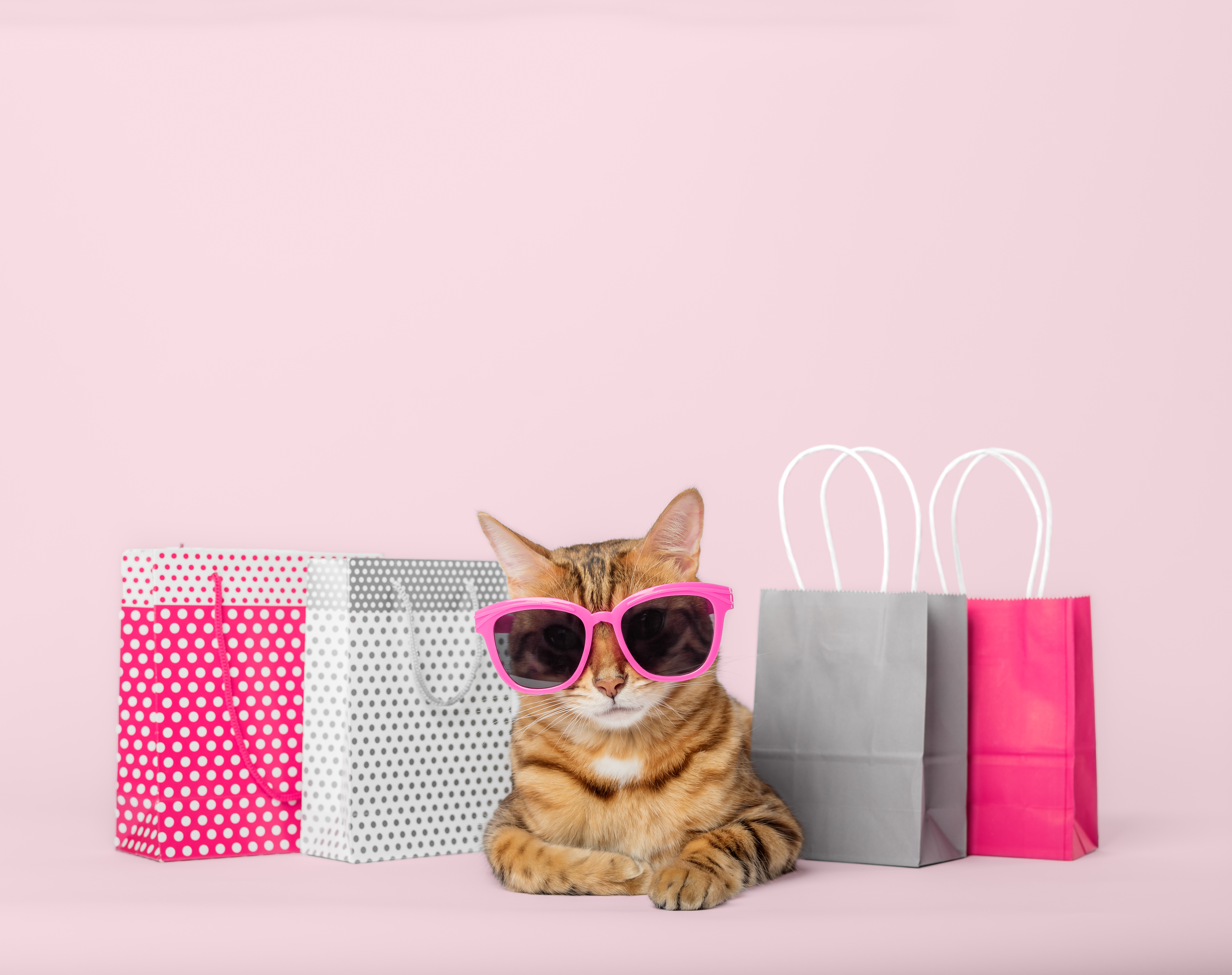 What money do cats use to go shopping? image