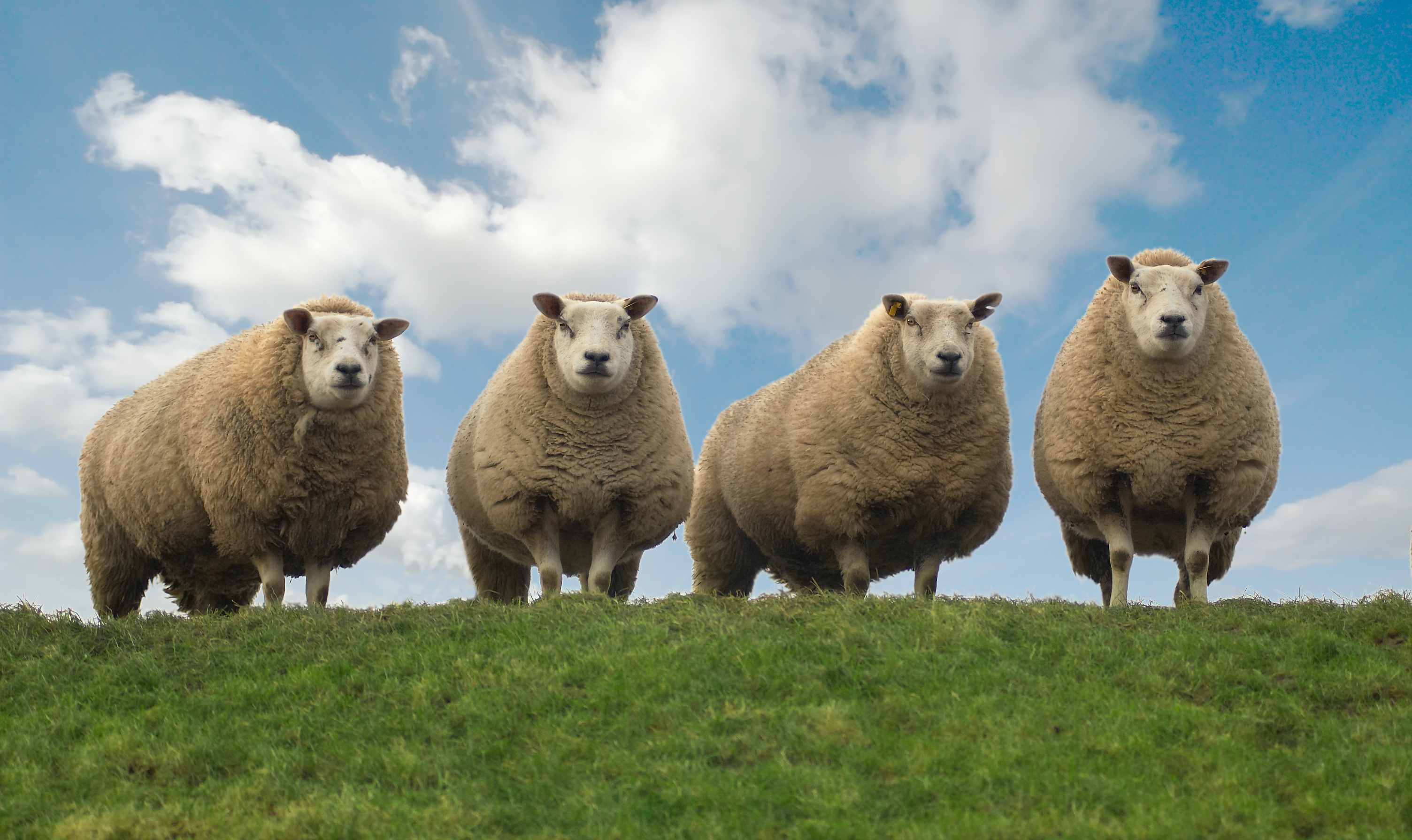 What do you call a singing group of four sheep? image