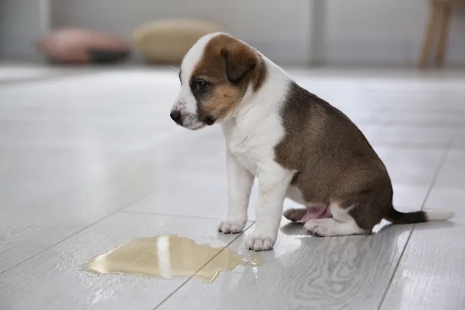 Is Now the Right Time to Get a New Puppy?-3